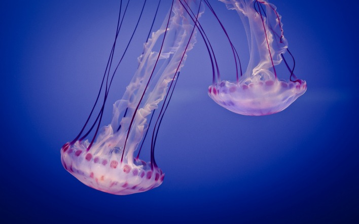 природа животные медузы