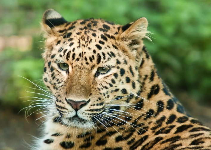 природа животное леопард