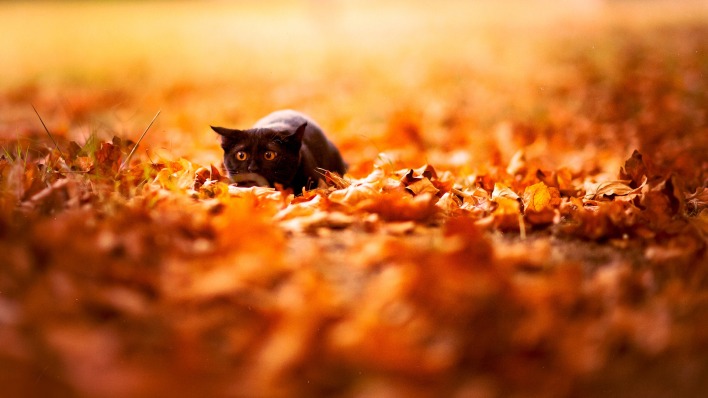 Черный Кот листья осень