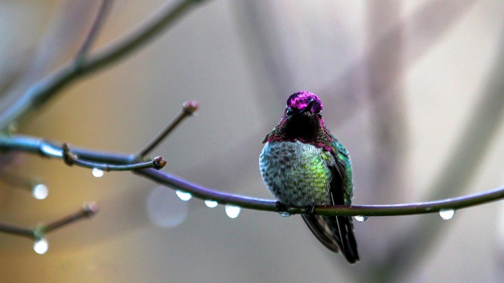 природа птица ветка капли колибри