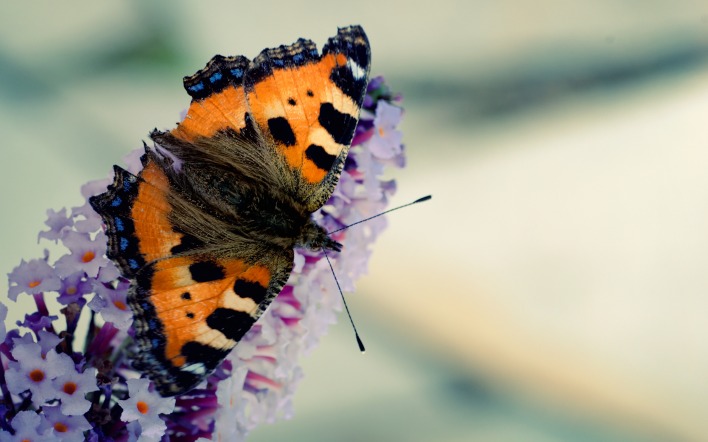 природа бабочка макро животные насекомое