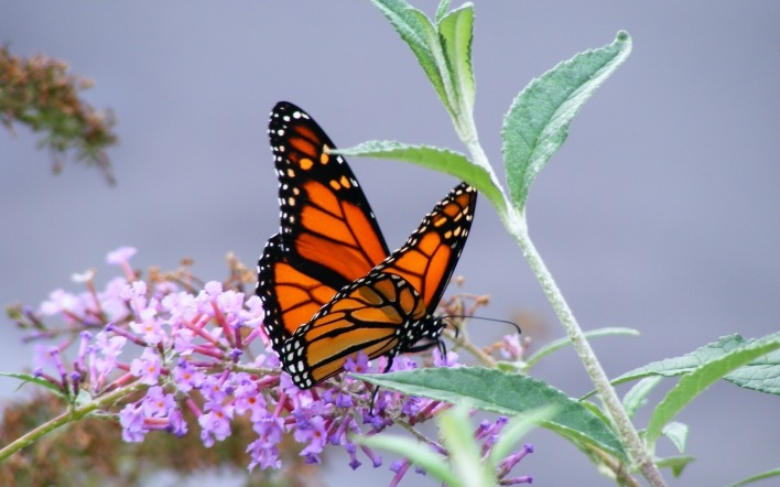 природа насекомое бабочка монарх
