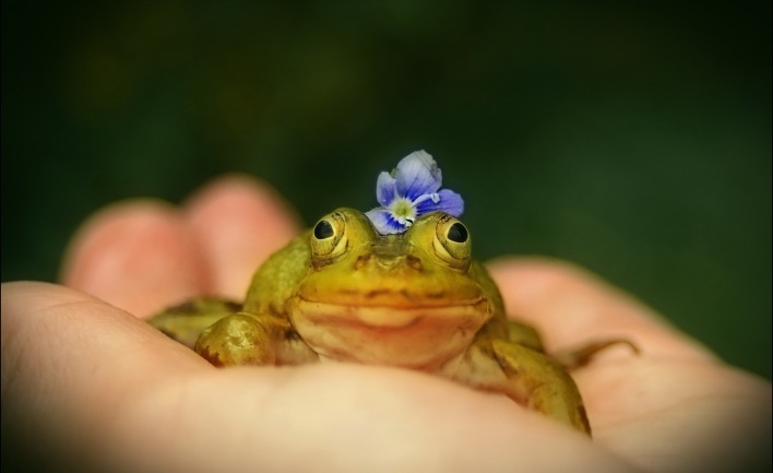 природа животное лягушка цветок