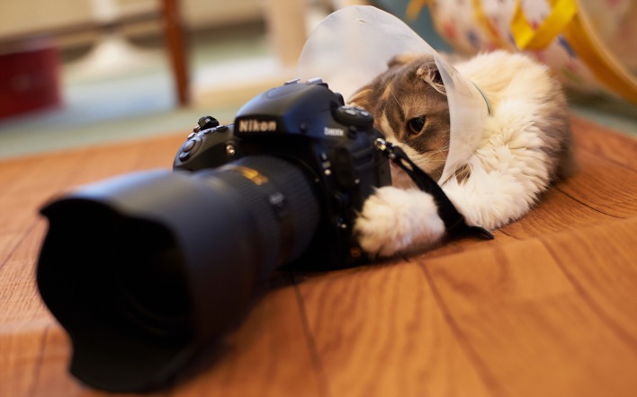 Nikon фотоаппарат техника кот животное