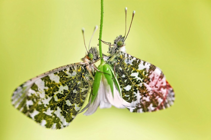 природа бабочки цветы насекомые животные макро