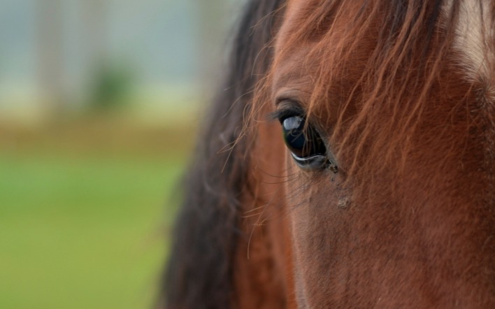лошадь глаза природа животное