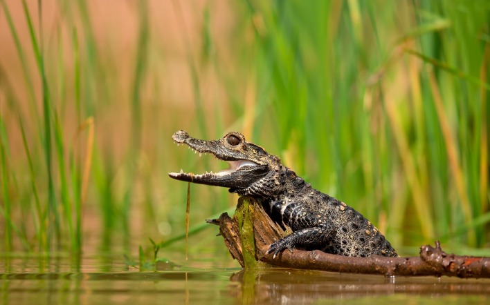 природа крокодил животное море ветка