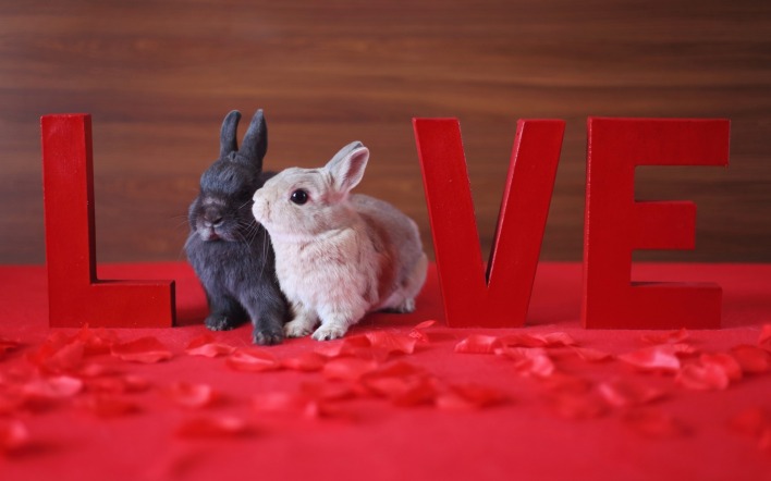 природа животные кролики любовь