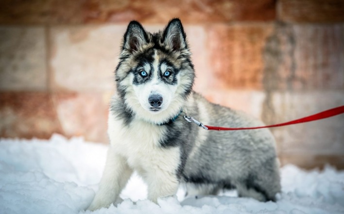 природа животные зима собака