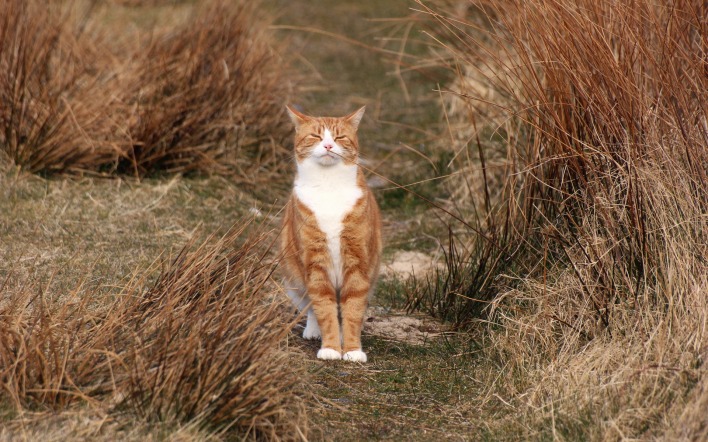 природа животные кот рыжий трава