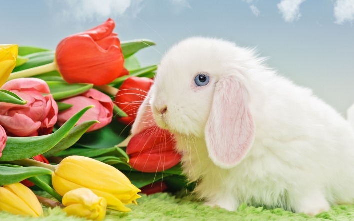 природа животные кролик цветы тюльпаны