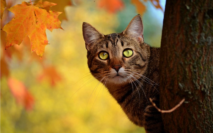 природа животные кот лист осень деревья