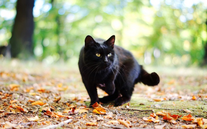 черный кот осень природа листья
