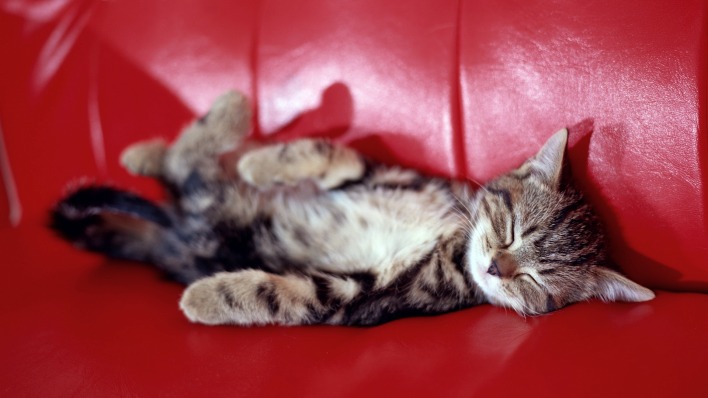 природа животные диван котенок кот