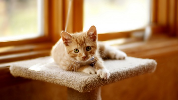 Котенок тумбочка глаза ушки Kitten bedside table eyes lugs