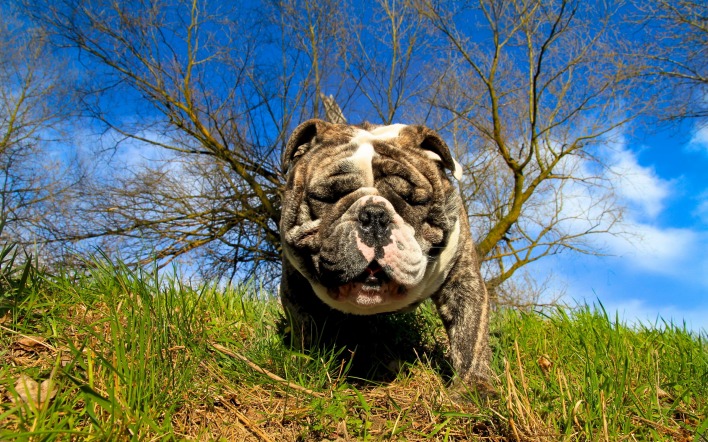 природа животные собака трава