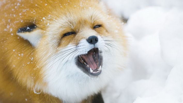 природа животные лиса снег зима nature animals Fox snow winter