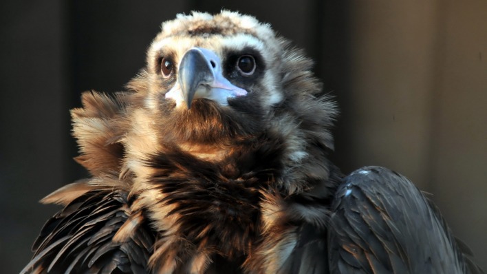 орел голова eagle head