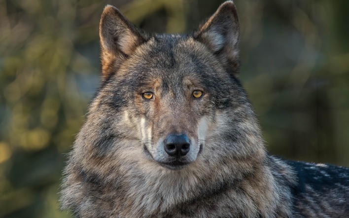 природа животные волк голова морда nature animals wolf head muzzle