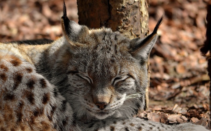 природа животные рысь nature animals lynx