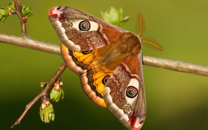 природа животные насекомое бабочка ветка nature animals insect butterfly branch