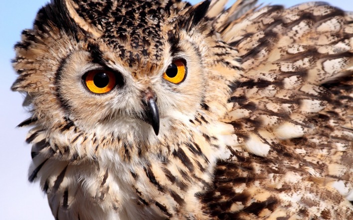 природа животные сова птица nature animals owl bird