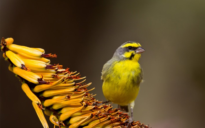 природа животные птицы цветы желтая