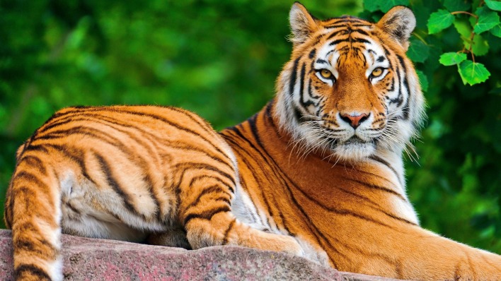 тигр tiger