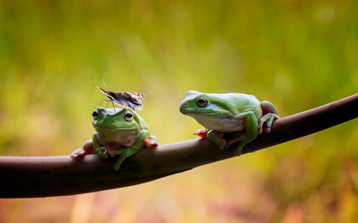 природа животные лягушки nature animals frogs