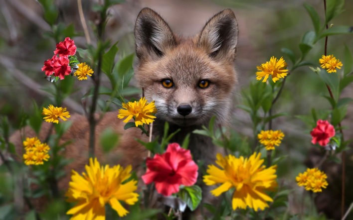 природа животные цветы лиса nature animals flowers Fox