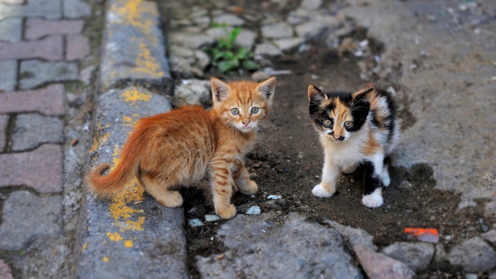 котята рыжий трехцветный kittens red tri-color