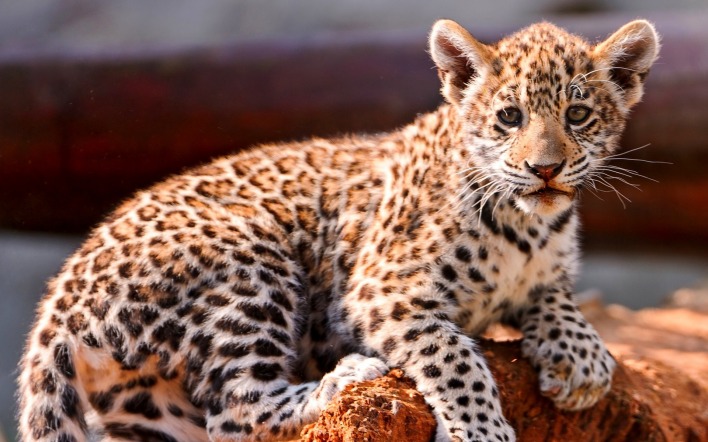 природа животные ягуар nature animals Jaguar