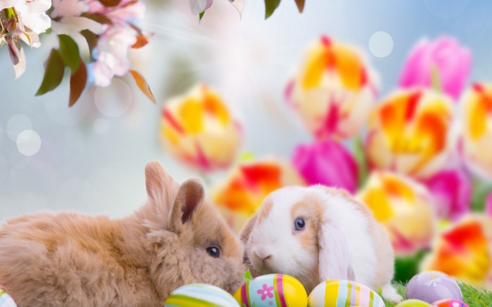 природа животные кролики зайцы цветы