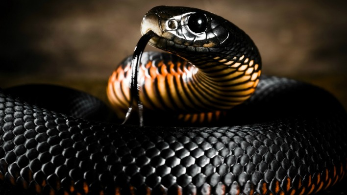 змея черная язык snake black language