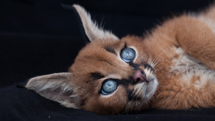 природа животные кот морда глаза