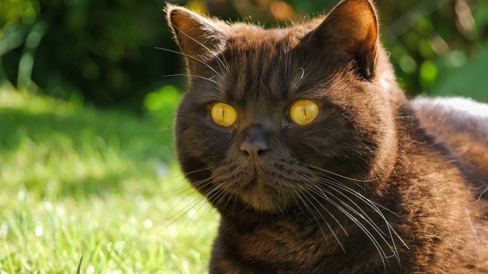 кот взгляд черный cat view black
