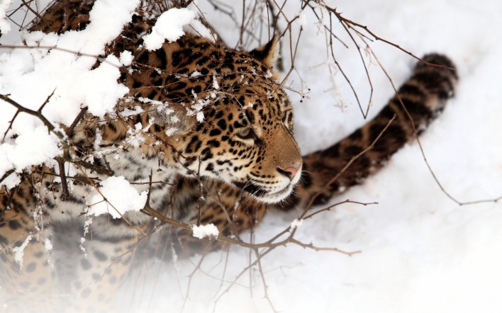 природа животные снег зима ягуар