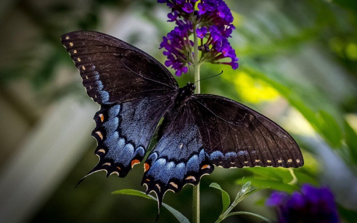 черная бабочка
