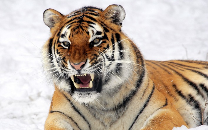 природа животные тигр снег зима