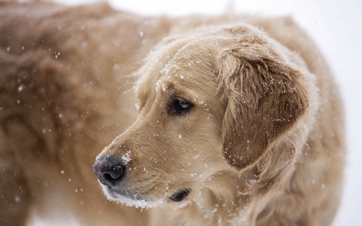 собака снег морда одиночество