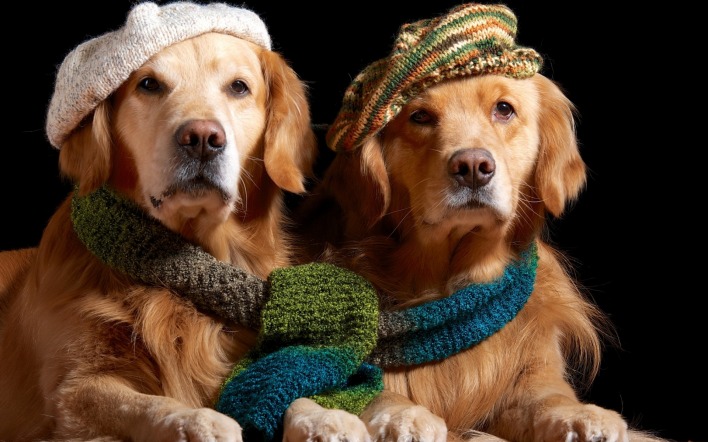 природа животные собаки шарф шапка