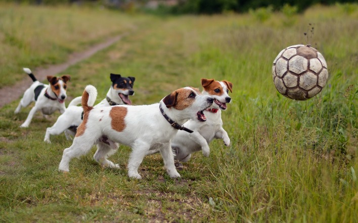 природа животные мяч игра собака щенок