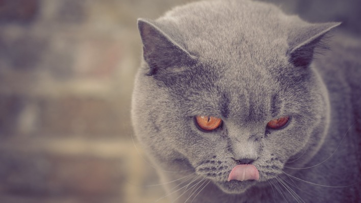 природа животные кот серый язык