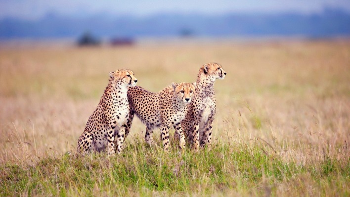 животные саванна гепард хищники