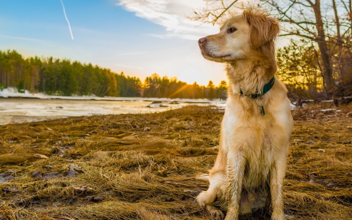 природа животные собаки трава солнце