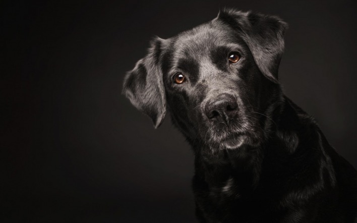 Собака черный пес