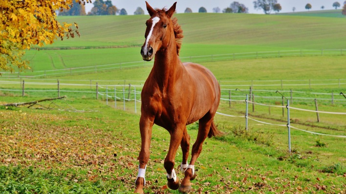 лошадь равнина листва