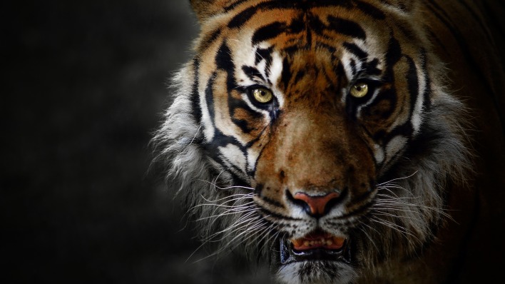 тигр взгляд