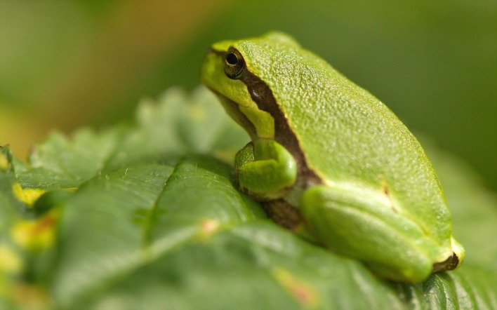 природа животные лягушка зеленый