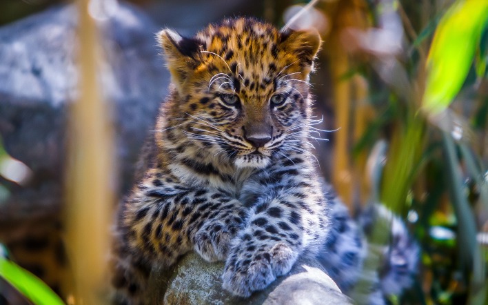 маленький леопард мордочка